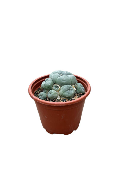 Betonish Lophophora Williamsi (Kaktüs)