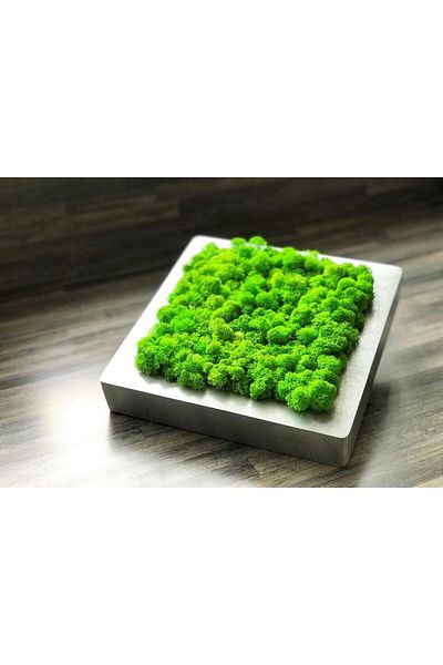 Narium Tablou din licheni 20×20 cm