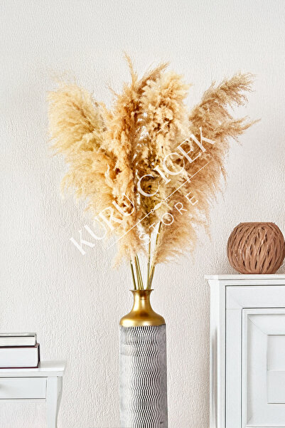 Natural Shocked Plump Pampas (5 Super Quality Pampas)