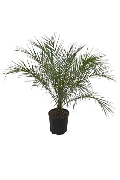 Bitki Fidanım Phoenix roebelenii - Cüce Hurma Palmiyesi 90-100cm