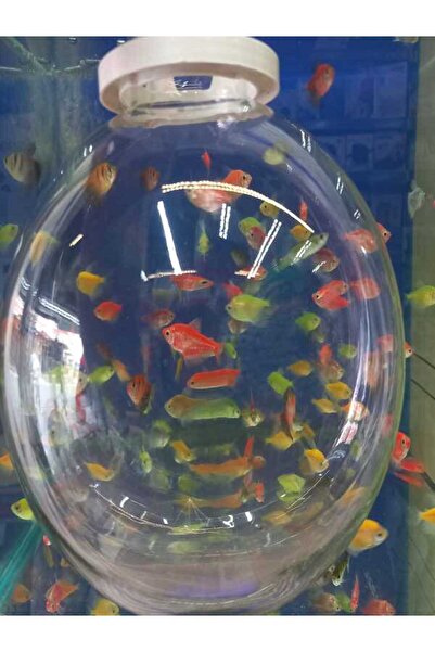 Liya AKVARYUM DUVAR FANUS