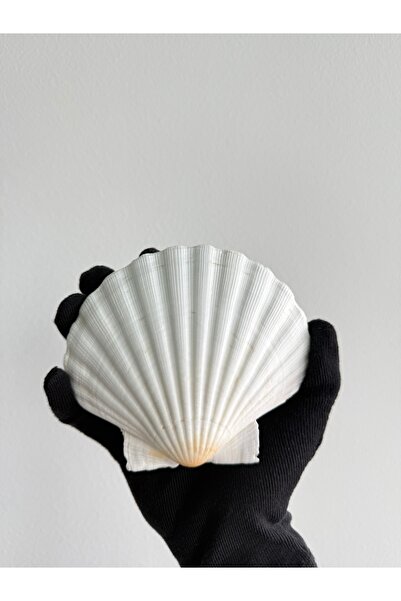 Seashell Rio Deniz Kabuğu: Beyaz Scallop / 1 Adet / 12 - 14 cm