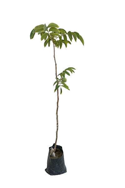 EGE GARDEN Chandler Cinsi 2 Yaş Aşılı Ceviz Fidanı – Tüplü – Yaklaşık 125 cm – Canlı ve Sağlıklı