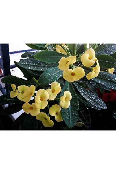 Mimoza Dikenler Tacı Çiçeği Fidanı 10-20 cm Sarı