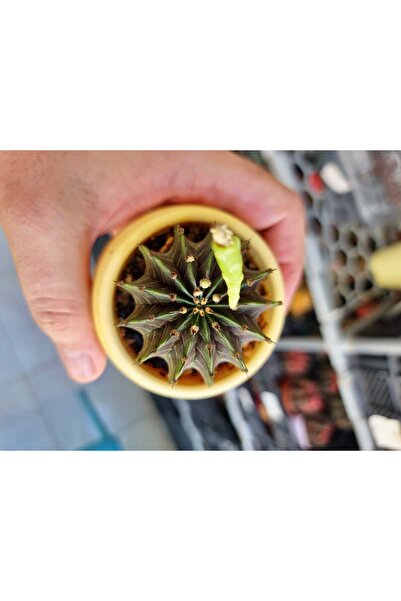 variegataseeds Özel Tür Renkli Kaktüs Gymnocalsiyum LB Yavru Boy