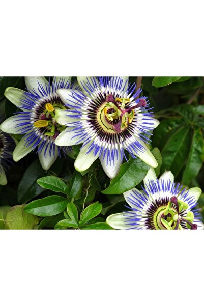 AnkaBahçe Çarkıfelek Meyvesi Fidesi Passiflora) 20-30 cm Mavi Çiçek