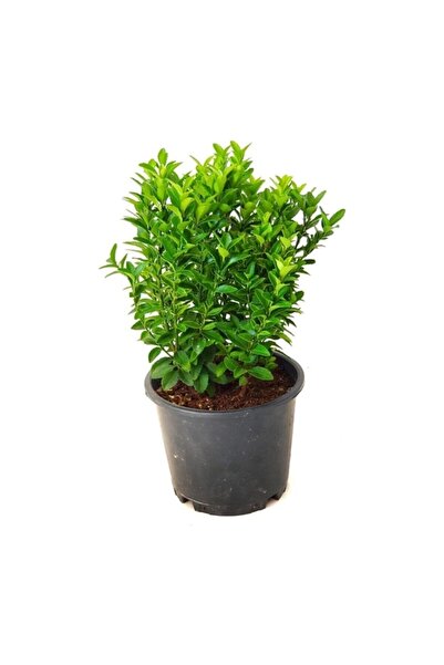 Mimoza Yeşil Sutun Taflan Fidanı Saksılı 10-20 cm