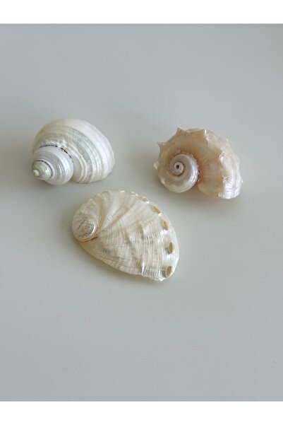 Seashell Rio 3’lü Sedefli Doğal Deniz Kabukları Seti | 3-5 cm