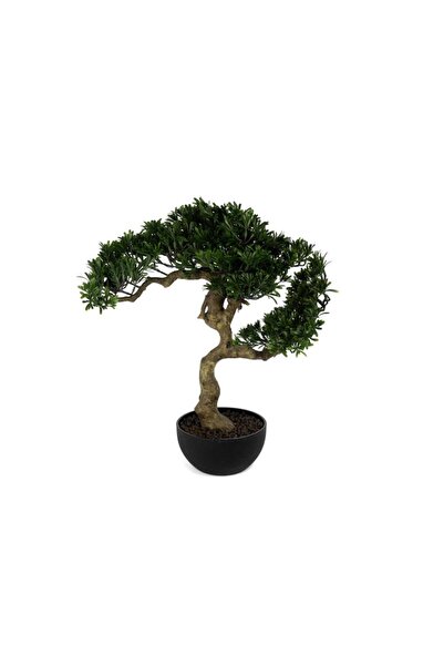 Mikasa Moor Pine Tree Bonsai Ağaç 55cm