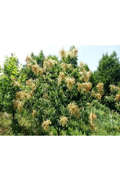 ERFELEK KESTANECİM kestane çiçeği çayı 100 gr