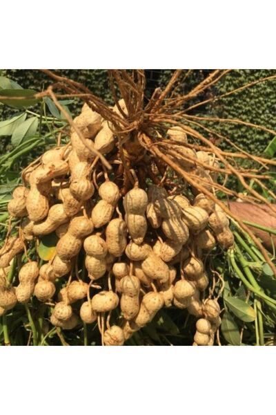 E-fidancim Yeni Sezon Çiğ Haşlamalık Taze Yer Fıstığı Taze Söküm (2 kg)