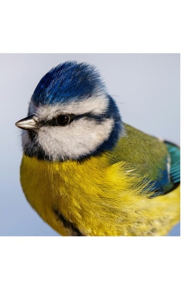 OEM Pictură pe pânză, „Albastrul cerului pe aripi delicate”