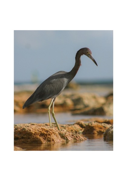 OEM Tablou Canvas, 'Egreta solitara pe tarmul pustiu', Solitudine, Serenitate...