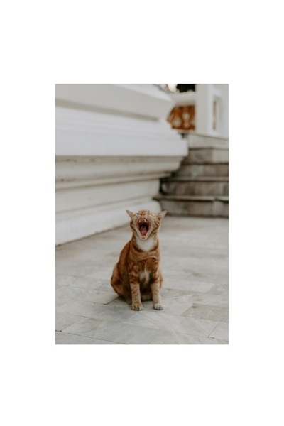 OEM Pictură pe pânză, „Pisică portocalie căscând pe trepte”, 70 x 100 cm