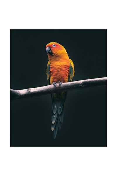 OEM Pictură pe pânză, „Papagal în culorile apusului”, 50 x 90cm