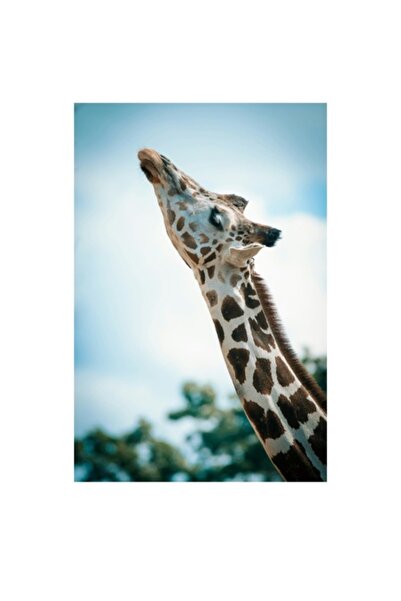 OEM Pictură pe pânză, „Girafă admirând cerul albastru”, Eleganță, Natură, 70 ...