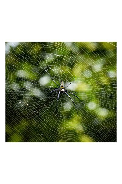 OEM Tablou Canvas, „Spider Master Over the Web”, Canvas, Fin, Simetrie, Natură, Armonie, Echilibru, Radiație