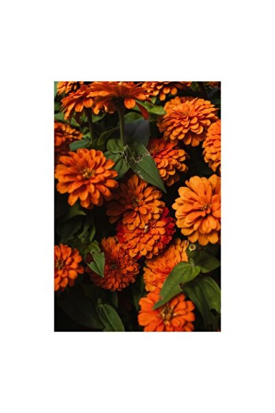 OEM Pictură pe pânză, „Culorile toamnei înflorind în grădină”, Flori, Portocaliu