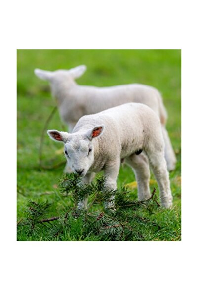 OEM Pictură pe pânză, „Miei curioși în câmpul de primăvară”, 100 x 100cm