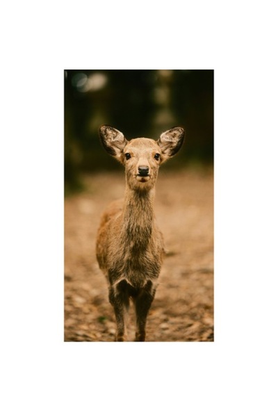 OEM Tablou Canvas, Pui de cerb in lumina padurii