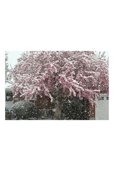 OEM Pictură pe pânză, „Primăvara înfășurată în zăpadă albă”, Zăpadă, Flori, C...