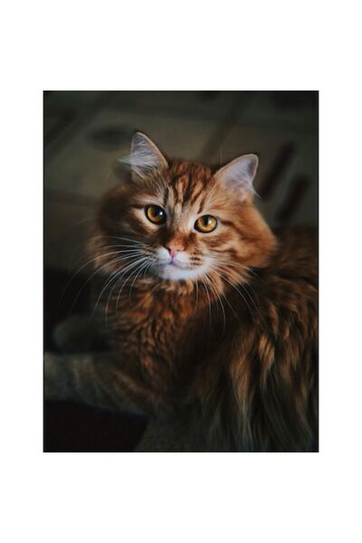 OEM Tablou Canvas, 'Pisica tigrata in lumina calda'