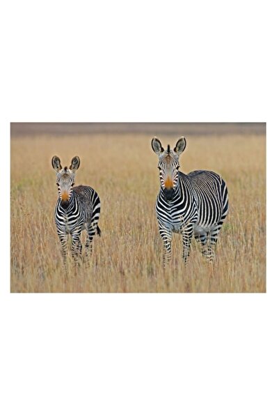 OEM Pictură pe pânză, „Zebre pe un câmp uscat”, 100 x 100 cm