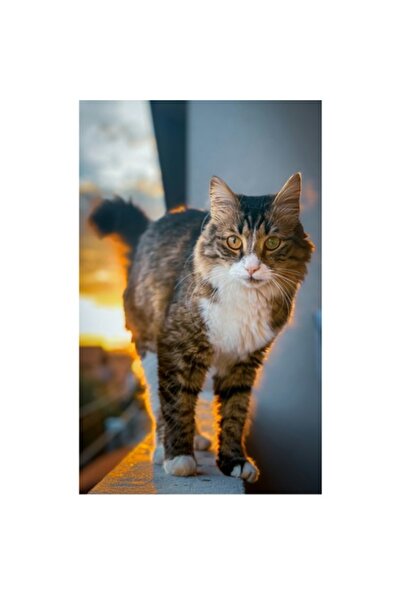 OEM Tablou Canvas, Pisica in lumina apusului bland