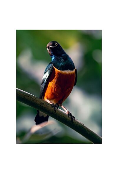 OEM Tablou Canvas, Pasare exotica in lumina diminetii