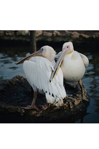 OEM Pictură pe pânză, „Pelicani așteptând un apus de soare liniștit”