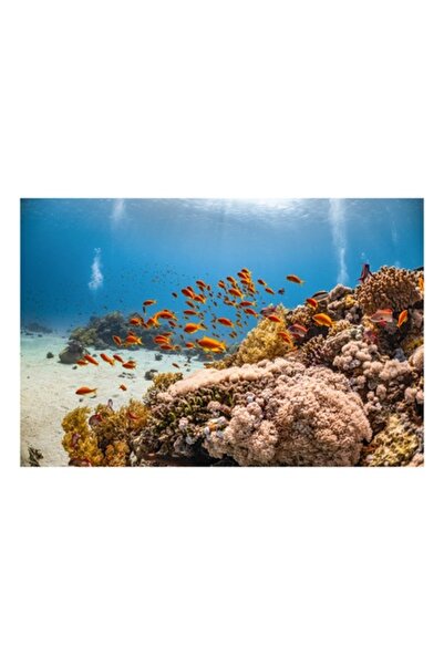 OEM Tablou Canvas, Dansul Peștilor în Reciful de Corali