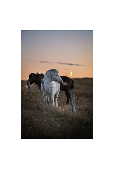 OEM Pictură pe pânză, „Cai lângă gard la apus”, 100 x 100 cm