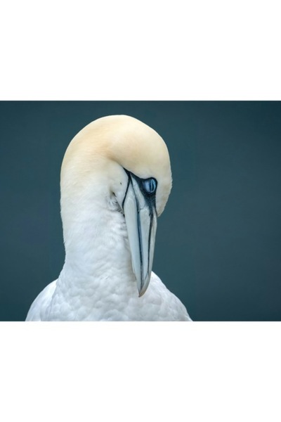 OEM Tablou Canvas, 'Privirea misterioasa a pasarii albe', Alb, Elegant, Grati...