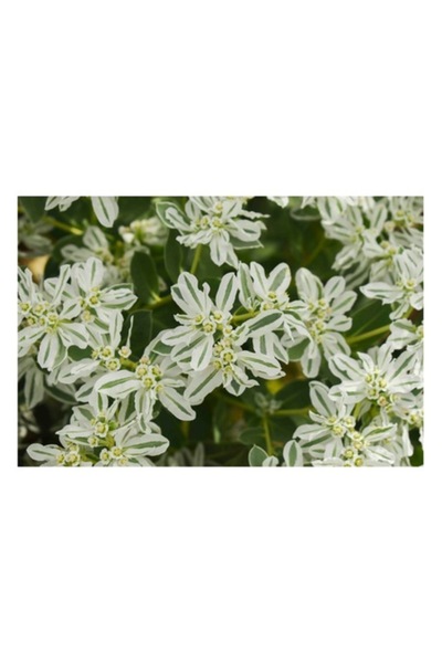 OEM Pictură pe pânză „Flori de lapte într-o grădină luxuriantă”, 150 x 100cm