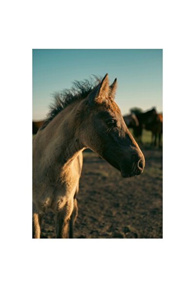 OEM Pictură pe pânză, „Mânz sub cerul senin”, Cal, Apus de soare, 50 x 70cm