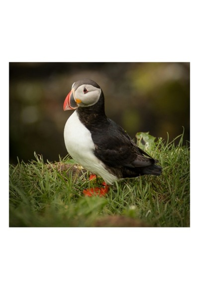 OEM Pictură pe pânză, „Puffin în iarbă verde”, 70 x 100 cm