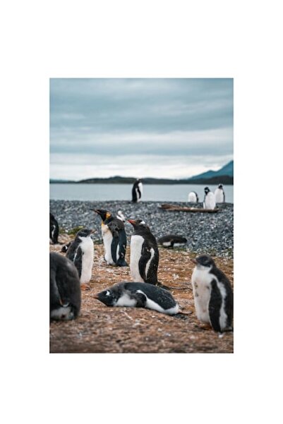OEM Pictură pe pânză, „Pinguini odihnindu-se pe țărmul mării”, Pinguini, Plajă, Cer, Pietriș, Apă, Insulă, Mo