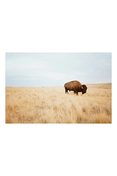 OEM Tablou Canvas, 'Bizon solitar in savana arida', 39 x 26 cm