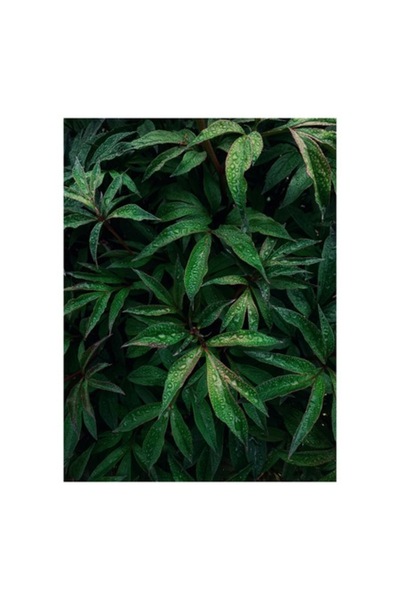 OEM Pictură pe pânză, „Frumusețea ploii printre frunze verzi”, Verde, Rouă, N...