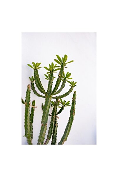 OEM Tablou Canvas, "Cactus in lumina diminetii", 50 x 90cm