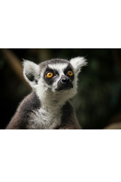 OEM Pictură pe pânză, „Privirea curioasă a lemurului”, calitate premium