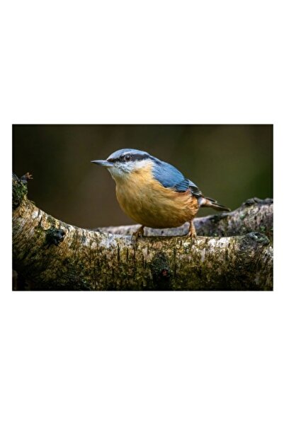 OEM Pictură pe pânză, „Pitic curajos pe o creangă groasă”, Pasăre, Natură, 100 x 70cm