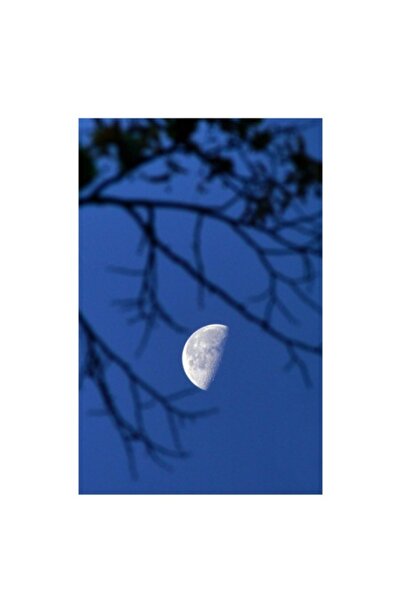 OEM Tablou Canvas, 'Luna printre crengile inserarii'