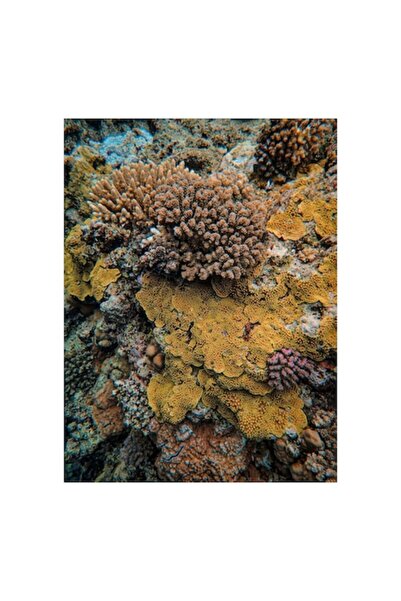 OEM Pictură pe pânză, „Bazar de corali subacvatic colorat”, 50 x 90cm