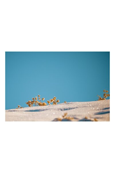 OEM Tablou Canvas, 'Flori de iarna sub cer senin', Flori, Zapada, Cer, Albastru, Contrast, Lumina, Clari