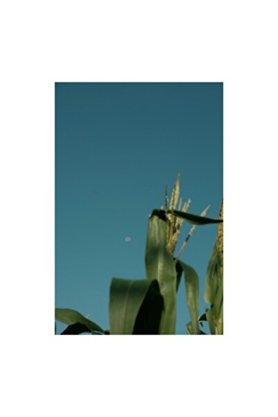 OEM Tablou Canvas, 'Luna palida peste lanul de porumb', 50 x 70cm