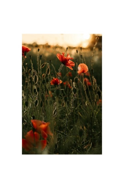 OEM Pictură pe pânză, „Răsărit de soare peste câmpul de maci”, Maci, Apus de ...