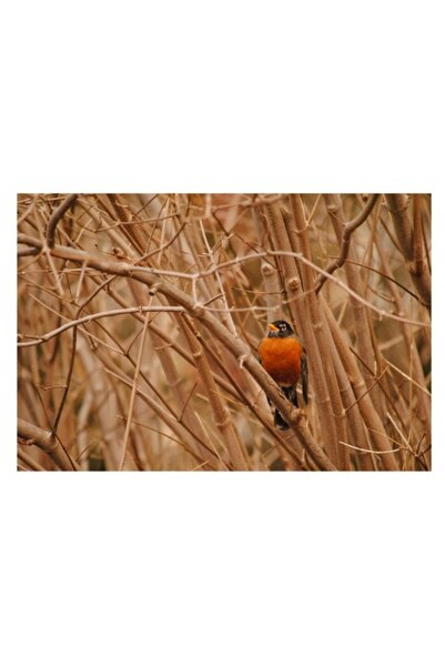 OEM Pictură pe pânză, „Pasărea solitară printre ramuri”