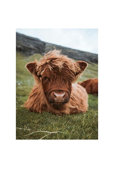 OEM Tablou Canvas Premium - Armonie in Natura