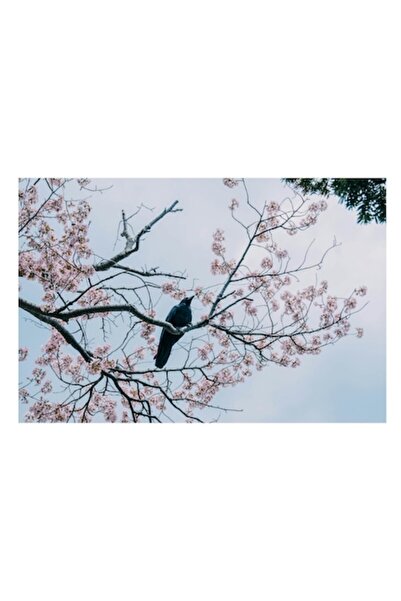 OEM Tablou Canvas, "Corbul pe ramura inflorita", Flori, Ramura, Corb, Cer, Pr...